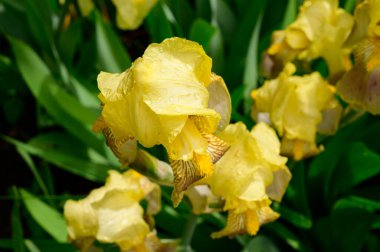 Baharda güneşli bir günde bahçede büyüyen güzel irisler. 