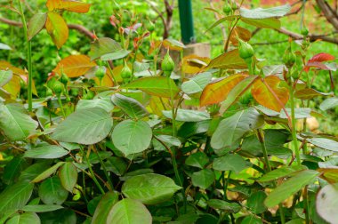 Baharın güneşli günlerinde bahçede büyüyen güzel çiçekler. 