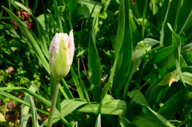 Baharın güneşli gününde bahçede büyüyen güzel lale. 