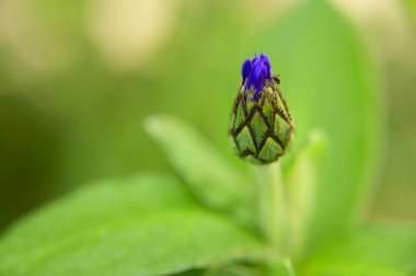 Baharda, güneşli bir günde bahçede büyüyen güzel çiçek. 