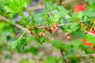 Baharın güneşli günlerinde bahçede yeşil yapraklı güzel bitkiler yetişiyor. 