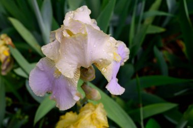 Baharda, güneşli bir günde bahçede büyüyen güzel iris çiçeği. 