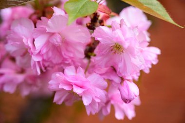 Güzel çiçekli kiraz ağacı dalları, yakın plan, bahar konsepti.  