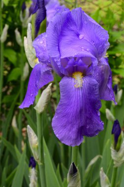 Baharda güneşli bir günde bahçede büyüyen güzel irisler. 