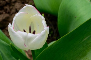 Baharın güneşli gününde bahçede büyüyen güzel lale. 
