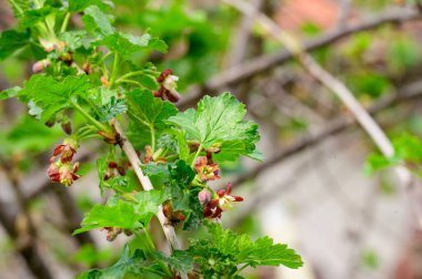 Baharın güneşli günlerinde bahçede büyüyen güzel çiçekler. 