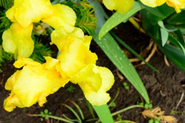 Baharda güneşli bir günde bahçede büyüyen güzel irisler. 
