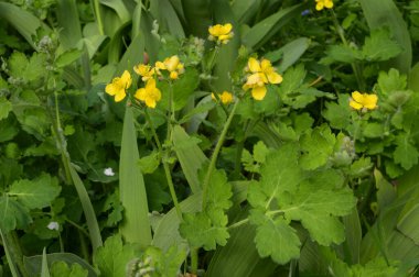 Baharın güneşli günlerinde bahçede büyüyen güzel çiçekler. 