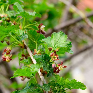 Baharın güneşli günlerinde bahçede büyüyen güzel çiçekler. 