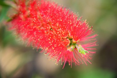 Baharda, güneşli bir günde bahçede büyüyen güzel çiçek. 