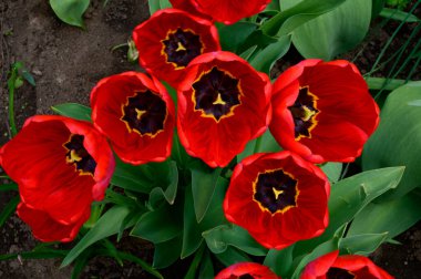 Baharın güneşli günlerinde bahçede büyüyen güzel laleler. 