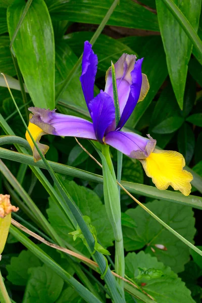 Beautiful Iris Flower Growing Garden Spring Sunny Day — Stock Photo, Image