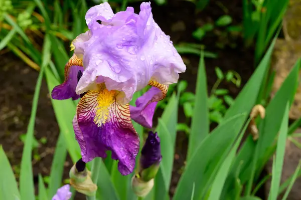 Baharda Güneşli Bir Günde Bahçede Büyüyen Güzel Iris Çiçeği — Stok fotoğraf