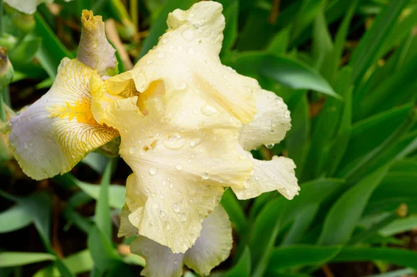 Schöne Irisblume Wächst Garten Sonnigen Frühlingstag — Stockfoto