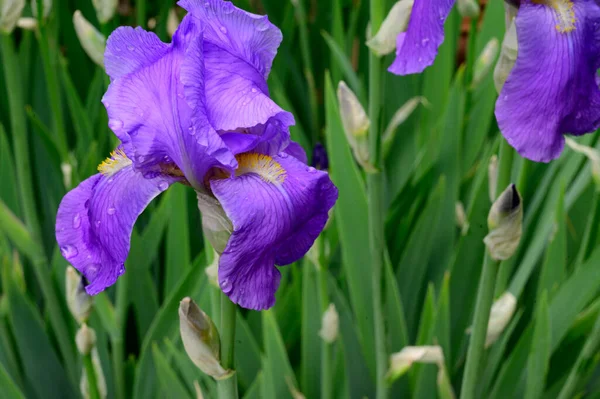 Beaux Iris Poussant Dans Jardin Printemps Jour Ensoleillé — Photo