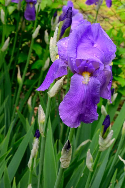 Beaux Iris Poussant Dans Jardin Printemps Jour Ensoleillé — Photo