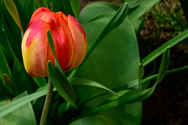 Krásný Tulipán Rostoucí Zahradě Jaře Slunečný Den — Stock fotografie