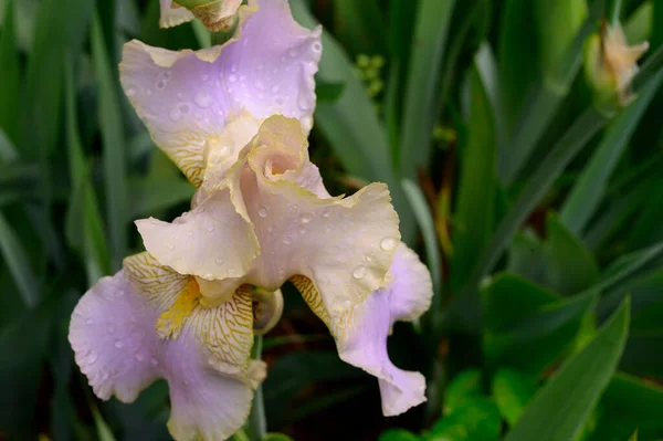 Belle Fleur Iris Poussant Dans Jardin Printemps Jour Ensoleillé — Photo