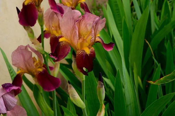 Baharda güneşli bir günde bahçede büyüyen güzel irisler. 