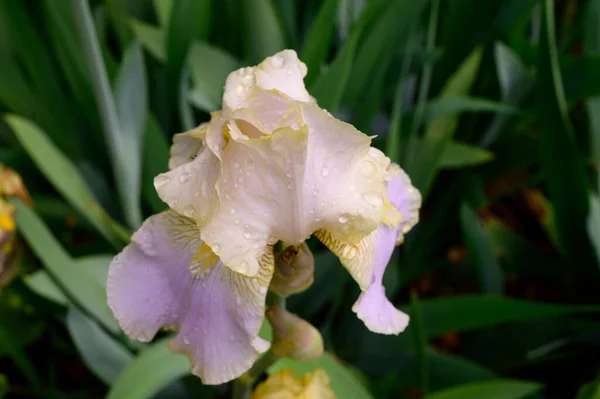 Belle Fleur Iris Poussant Dans Jardin Printemps Jour Ensoleillé — Photo