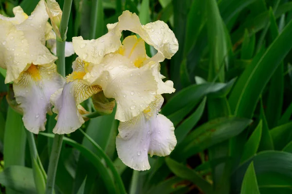 Baharda güneşli bir günde bahçede büyüyen güzel irisler. 