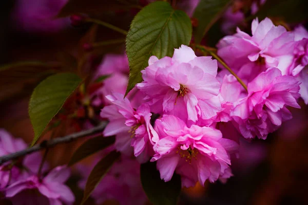 Kirschbaumzweige Mit Schönen Blüten Nahaufnahme Frühlingskonzept — Stockfoto