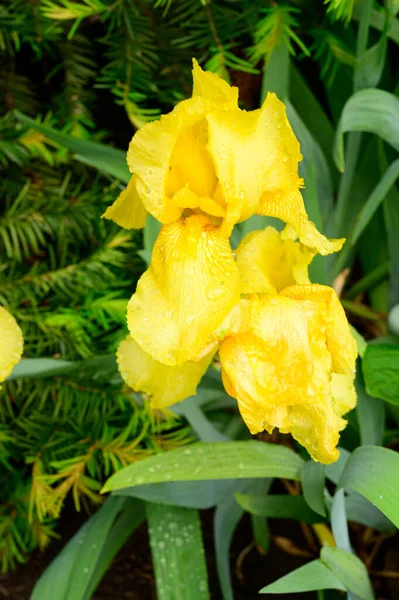Beaux Iris Poussant Dans Jardin Printemps Jour Ensoleillé — Photo