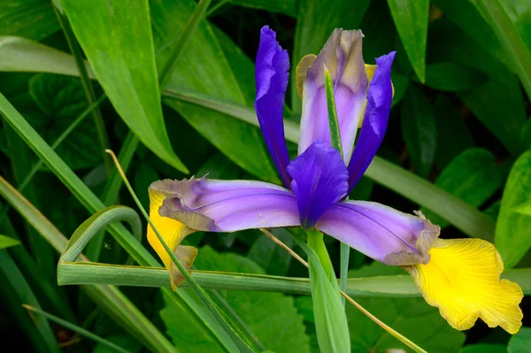 Bellissimo Fiore Iris Che Cresce Giardino Primavera Giornata Sole — Foto Stock