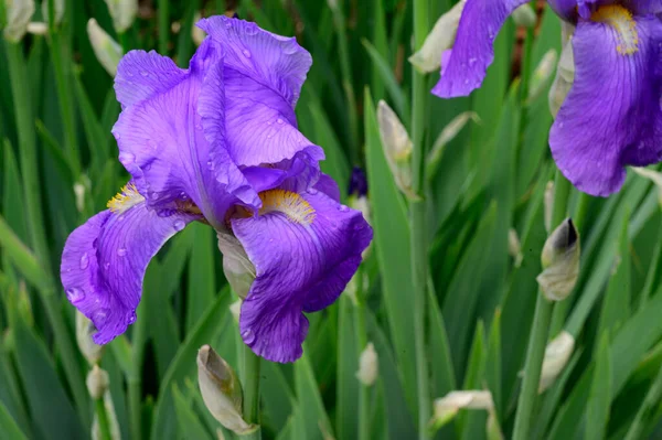 Baharda Güneşli Bir Günde Bahçede Büyüyen Güzel Irisler — Stok fotoğraf