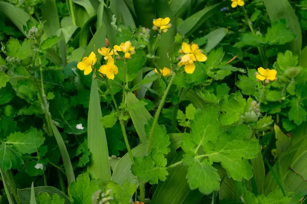 Baharın güneşli günlerinde bahçede büyüyen güzel çiçekler. 