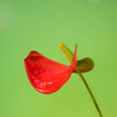 Renkli arka planda güzel kalla çiçeği, yaz konsepti, yakın görüş  