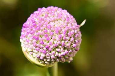 Baharda, güneşli bir günde bahçede büyüyen güzel çiçek. 