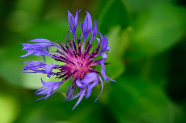 Bahçede büyüyen mor çiçekler, bulanık arkaplan