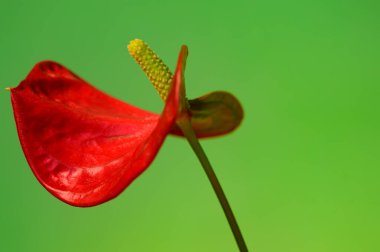 Güzel Anthurium çiçeğinin yakın görüntüsü