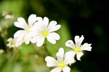 Baharın güneşli günlerinde bahçede büyüyen güzel çiçekler. 