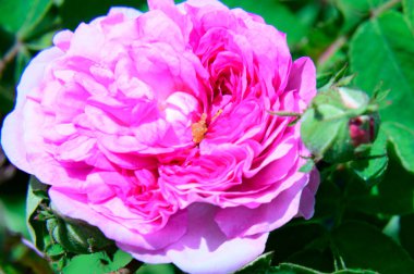 Şakayık çiçekli güzel botanik çekimi, doğal duvar kağıdı.