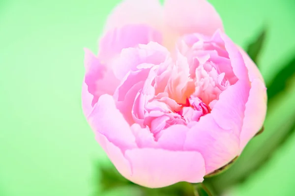 Красива Червона Квітка Зеленому Фоні Крупним Планом — стокове фото