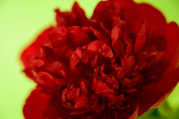 緑の背景に美しい赤い花を閉じます — ストック写真