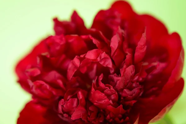 Vacker Röd Blomma Den Gröna Bakgrunden Närbild — Stockfoto
