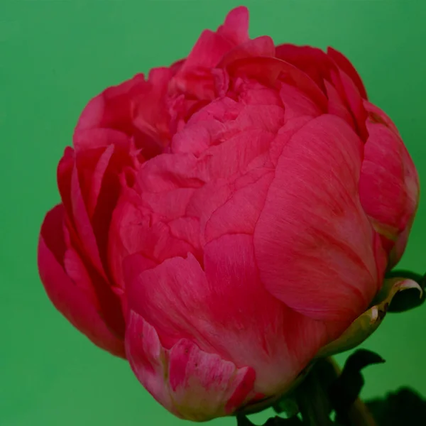 Vacker Röd Blomma Den Gröna Bakgrunden Närbild — Stockfoto