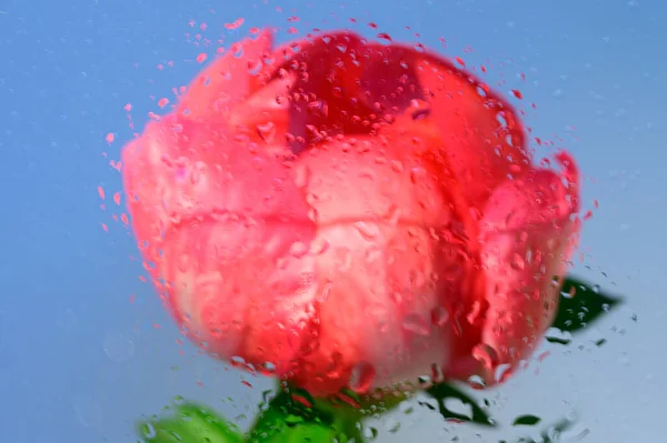 Kilátás Nedves Üvegen Keresztül Gyönyörű Bazsarózsa Virág Színes Háttér Nyári — Stock Fotó