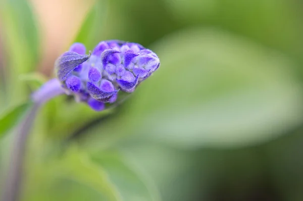 Flores Púrpuras Creciendo Jardín Fondo Borroso —  Fotos de Stock