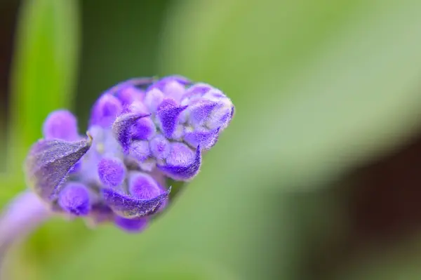 庭で育った紫色の花を背景に — ストック写真