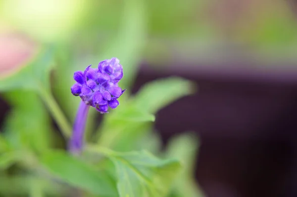 Фіолетові Квіти Ростуть Саду Розмитий Фон — стокове фото