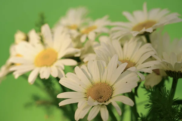 Ένα Όμορφο Μπουκέτο Από Λουλούδια Χαμομηλιού Πράσινο Φόντο — Φωτογραφία Αρχείου