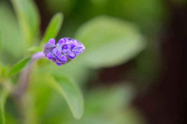 Fleurs Violettes Poussant Dans Jardin Fond Flou — Photo