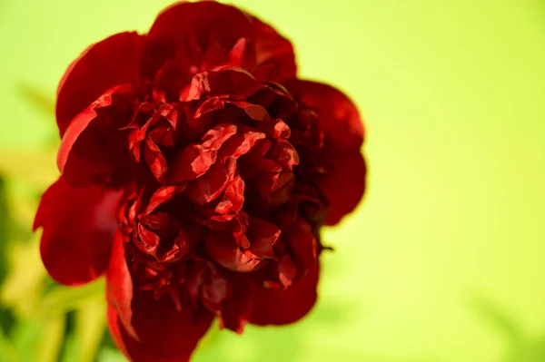 Bela Flor Vermelha Fundo Verde Close — Fotografia de Stock