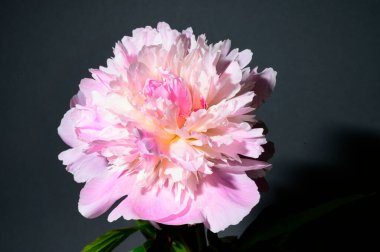 Koyu arkaplanda güzel bir çiçek, yaz konsepti, yakın görüş  