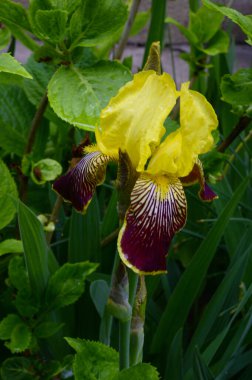Baharda, güneşli bir günde bahçede büyüyen güzel iris çiçeği. 