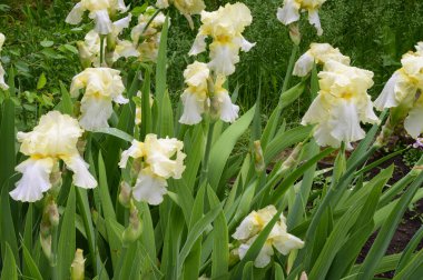 Baharda güneşli bir günde bahçede büyüyen güzel irisler. 